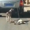 차 뒤에 반려견 매달고 달린 견주의 황당한 변명