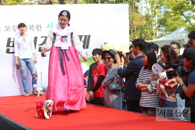 서울 서초구에서 지난해 열린 반려견 패션쇼에서 견주와 반려견이 무대 위를 걷고 있다. 서초구 제공 