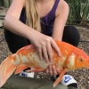 영국서 가장 큰 금붕어 잡은 10살 소녀