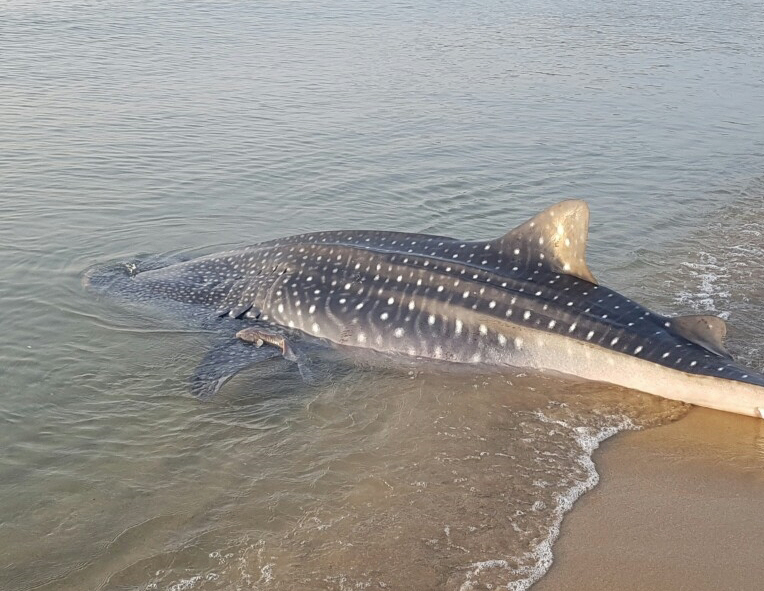 경북 영덕군 강구항 오포해수욕장에서 발견된 고래상어. 포항해양경찰서 제공.