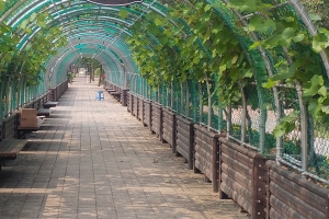 안양시, 도심에 안양명물 포도 넝쿨 터널 80m 조성