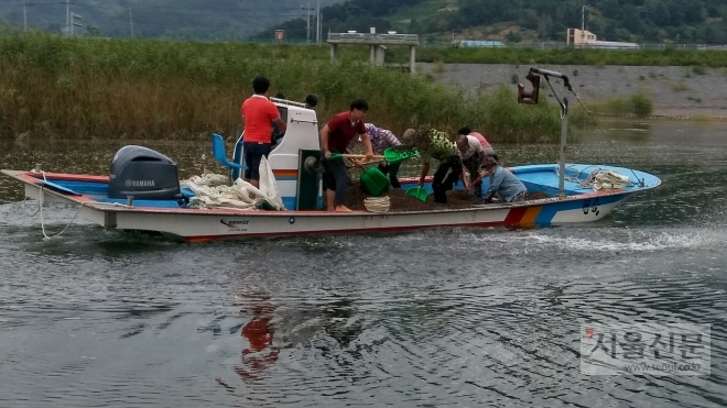 경남 하동군 재첩 이식