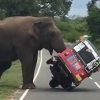 삼륜차 밀어 넘기는 코끼리, 도대체 왜?