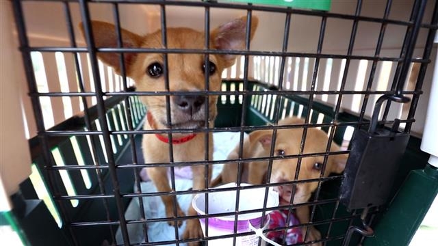 지난 19일 버지니아비치에 있던 강아지들이 전세기를 타고 보호센터에 무사히 도착했다. 출처 트위터@NorfolkAirport