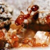 맹독성 ‘붉은독개미’ 부산항서 국내 첫 발견