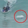 호주서 10대 서퍼 쫓는 거대 백상아리 포착