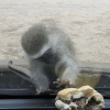 ‘이걸 어떻게 잡지?’ 차 안 햄버거 탐내는 야생 원숭이