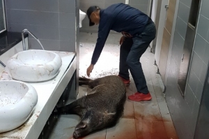 대학 도서관서 난동 부리던 멧돼지 사살