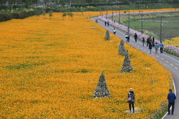 우리나라에서 가장 긴 꽃 정원(길이 13.5㎞, 20만㎡)이 있는 전남 장성군 황룡강 일대에 황화코스모스가 활짝 피어 있다. 황룡이 살았다는 전설에서 유래된 ‘장성 황룡강 노란꽃잔치’가 오는 29일까지 개최된다.