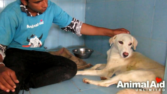 유튜브 영상 캡처, Animal Aid Unlimited, India.