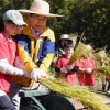 추수하는 어린이 농부들 “도봉구청장 아저씨랑 쌀 기부”