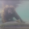 잠수로 연어 사냥하는 곰 포착
