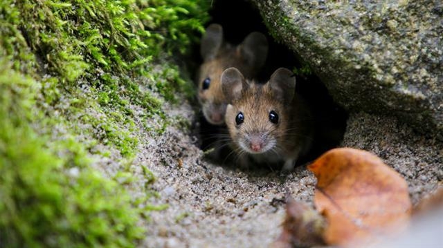 미국 NIH 소속 연구자들이 야생 생쥐의 장내 미생물이 실험쥐들을 좀더 건강하게 만들어 줄 수 있다는 연구결과를 발표했다. 사이언스 제공