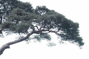 경기, 보호수 1078그루 개황·전설 조사 완료····“DB화 등 체계적 관리로 문화관광자원화”