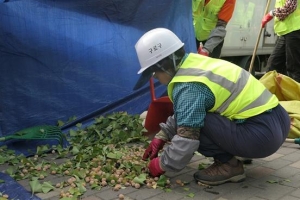 냄새 고약한 은행, 불우이웃 돕는 귀한 열매