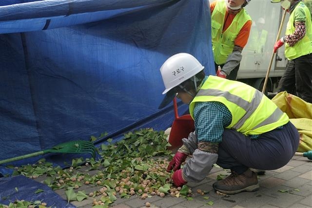 지난 14일 서울 구로구에서 은행 채취 기동반 직원이 나무에서 떨어진 은행을 수거하고 있다. 구로구 제공