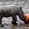 [포토] ‘메시가 될테야~’ 호박 굴리는 코뿔소