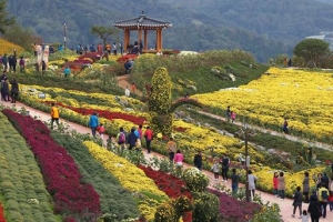 김삿갓이 머물던 화순… 방랑자 잡는 국화 향연