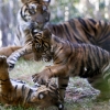 [포토] 아기 호랑이들의 재롱 ‘귀여움 폭발’