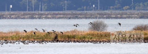 천수만 다시 찾은 기러기