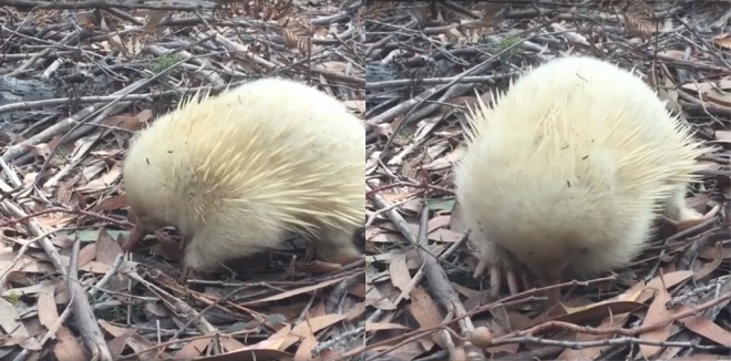 페이스북 영상 캡처. Tasmania.