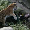 사육사 덮친 시베리아 호랑이…끔찍한 순간