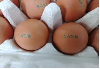 또 계란농장 8곳 피프로닐 대사산물 검출…정부 “회수중” [식품의약품안전처] 연합뉴스
