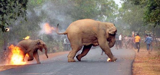 인도 동부에서 군중이 던진 불덩이를 피해 도망치는 코끼리들의 사진이 공개돼 충격을 주고 있다고 영국 일간지 가디언과 데일리메일 등이 7일(현지시간) 전했다.  이 사진은 야생동물 사진가 비플라브 하즈라가 인도 동부 서벵골주 반쿠라에서 촬영한 것으로 최근 인도 야생동물보호 잡지 ’생크츄어리’(SANCTUARY)가 주최한 사진 경연대회에서 ’올해의 생크츄어리 야생동물 사진가’ 상을 받았다.  sanctuaryasia 홈페이지 캡처=연합뉴스