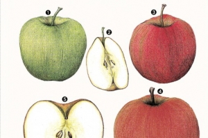 [이소영의 도시식물 탐색] 사과를 그림으로 기록한다는 것