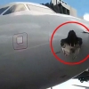 대형 새와 충돌로 기체 뚫린 채 착륙한 美 여객기