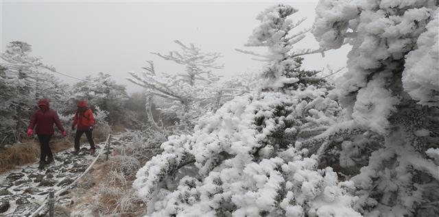 19일 제주 한라산에 올겨울 첫눈이 내렸다. 등산객이 눈꽃이 활짝 핀 한라산 영실 코스를 오르며 설경을 만끽하고 있다. 2017.11.19 뉴스1