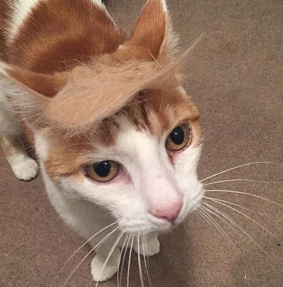 Trump Your Cat Instagram