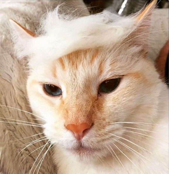 Trump Your Cat Instagram
