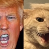 美대통령 머리스타일 한 ‘트럼프 고양이’ 열풍
