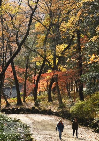선암사로 드는 오솔길. 낙엽 밟으며 걷기 좋은 길이다. 굴목이재 숲길은 사진 아래 오른쪽으로 나 있다.