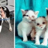 [반려독 반려캣] 개피 봤다? 그래서 살렸다!