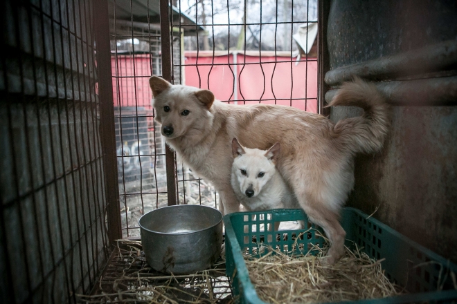 식용견 농장 폐쇄를 통해 구조된 개들