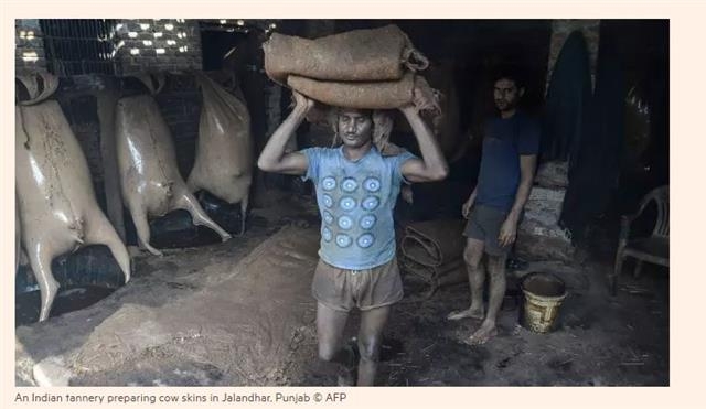 인도 펀자브 잘란드하르의 한 무두질 공장에서 직원들이 소의 가죽을 벗긴 뒤 운반하고 있다. 나렌드라 모디 정권의 강력한 소보호법 이후 인도의 가죽 수출 산업도 큰 타격을 받았다. 잘란드하르 AFP 연합뉴스
