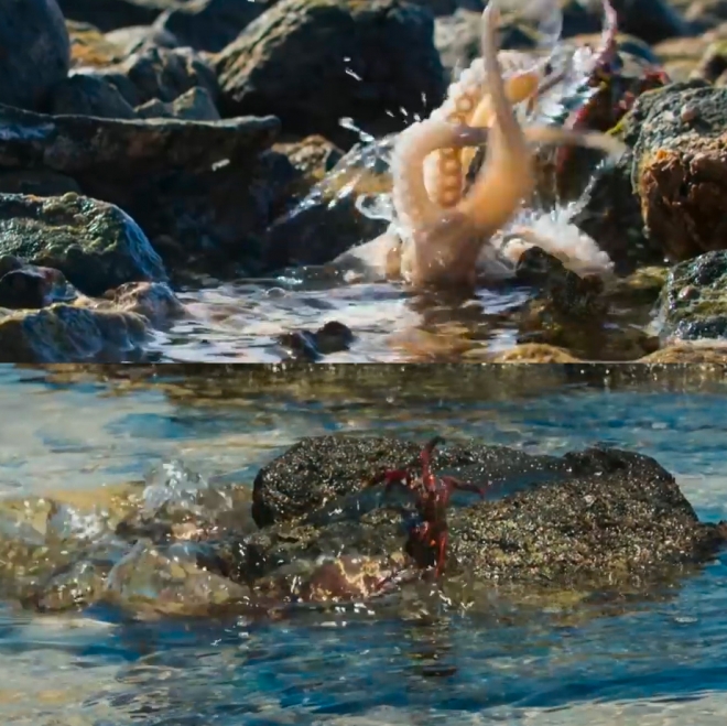 유튜브 영상 캡처. BBC Earth.