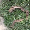 두꺼비 사냥하는 뱀 포착