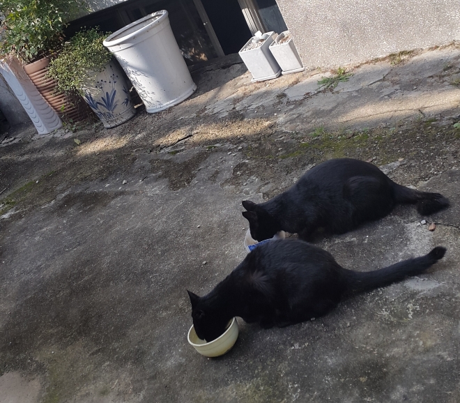 [노견일기] 마당에 찾아와 먹이를 먹고 가던 길고양이들