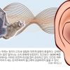 소리는 진화의 지렛대다