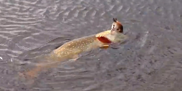 물새 잡아먹는 거대 물고기 포착