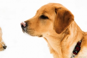 “개소주 만들어 먹게 토막내 달라” 여중학교 인근서 죽은 개 불태워 토막낸 70대 노인들