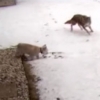 반려견 밖에 혼자 뒀다가…코요테 공격받는 순간