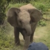 기세등등하던 새끼 코끼리의 귀여운 반전