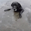 ‘누가 좀 도와주세요’ 얼음물에 빠진 반려견