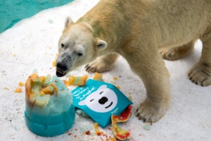 [포토] ‘케이크는 언제나 맛있어’… 27번째 생일맞은 북극곰 이누카