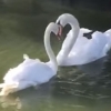 백조 한 쌍의 가슴 뭉클한 재회 순간
