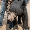 돈벌이 이용되던 ‘춤추는 야생곰’ 구조돼